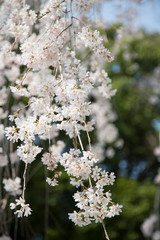 しだれ桜