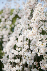 しだれ桜