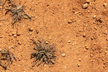 dry parched red earth textures with weeds growing through the cracked drought affected farm land in rural Australia