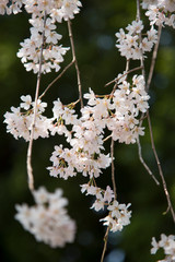 しだれ桜