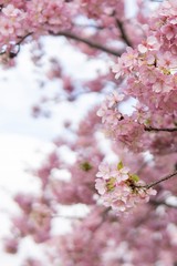 桜／背景も河津桜をぼかして満開の枝／すみよし桜の里（埼玉県坂戸市）