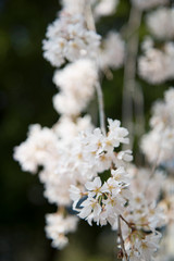 しだれ桜