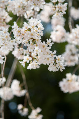 しだれ桜