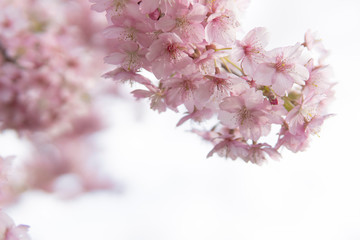 桜／白バックにぼかした河津桜／すみよし桜の里（埼玉県坂戸市）