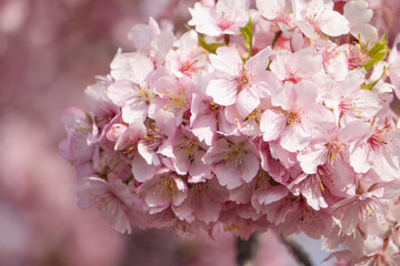 桜／河津桜をクローズアップしてピンク一色／すみよし桜の里（埼玉県坂戸市）