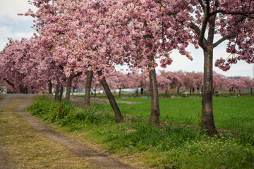 河津桜の並木道／すみよし桜の里（埼玉県坂戸市）