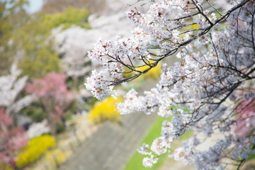 日本の桜