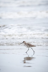 Shorebird