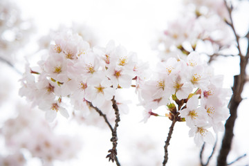 日本の桜