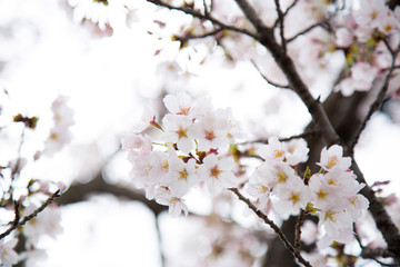 日本の桜