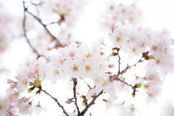 日本の桜