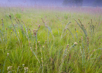 Round-headed bush clover and prairie grasses in early morning light in a prairie setting.