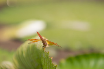 dragonfly on a flower