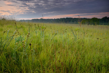 Fototapeta premium Round-headed bush clover and prairie grasses at sunrise in a Midwest prairie.