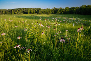 Long shadows creep across a restored prairie filled with blooming pale purple coneflowers at sunset. - obrazy, fototapety, plakaty