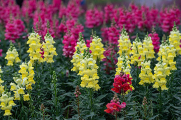 colorful Snap dragon (Antirrhinum majus) blooming in garden background with selectived focus
