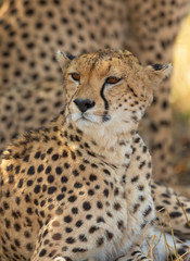 Naklejka na ściany i meble Cheetah watching curiously at Masai Mara, Kenya, Africa