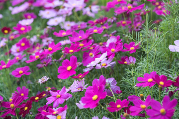 Cosmos flowers field in the morning