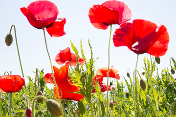 Obraz premium Maki z nieba