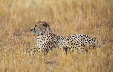Cheetah sitting in a dry grass at Masai Mara, Kenya, Africa