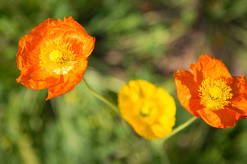 Fototapeta premium 満開のポピー