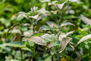 Powdery mildew, a garden fungus disease, on green leaves