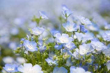 ネモフィラの丘
