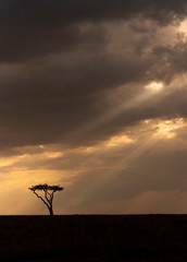 Acacia Tree on the backdrop of colourful sky at Masai Mara, Africa, Kenya