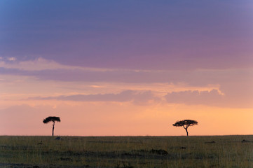 Acacia Tree on the backdrop of colourful sky at Masai Mara, Africa, Kenya