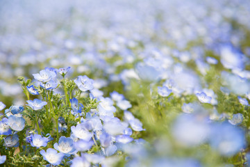 Obraz premium ネモフィラの丘 