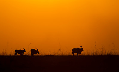 Fototapeta na wymiar Silhouette of Eland on the backdrop of colourful sky at Masai Mara, Africa, Kenya