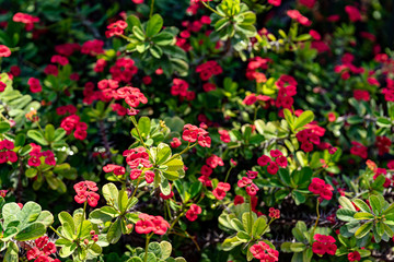 Fototapeta na wymiar Euphorbia milii or crown of thorns green shrub blossoming red flowers