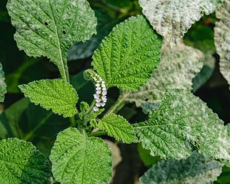 Powdery mildew, a garden fungus disease, on green leaves.