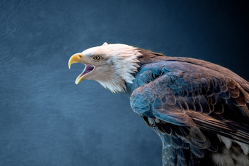  Close portrait of a bald eagle on a blue textured background