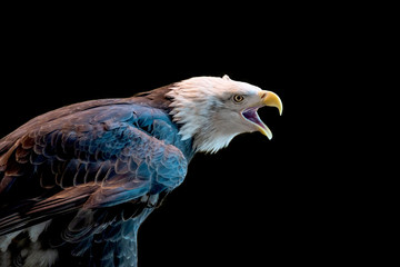 Close portrait of a bald eagle on a black background