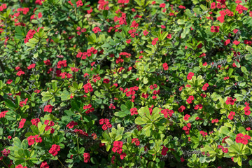 Fototapeta premium Euphorbia milii or crown of thorns green shrub blossoming red flowers