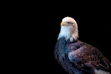 Close portrait of a bald eagle on a black background