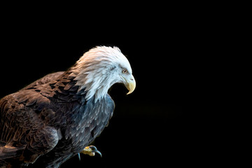 Close portrait of a bald eagle on a black background