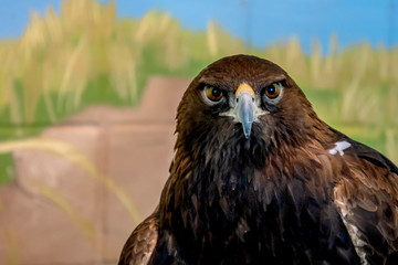 A close portrait of a golden eagle on a forest background