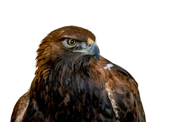 A close portrait of a golden eagle on a white background
