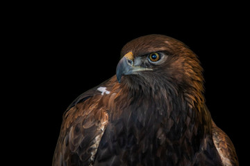 A close portrait of a golden eagle on a black background
