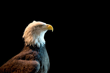 Close portrait of a bald eagle on a black background