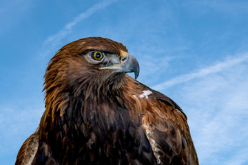 A close portrait of a golden eagle on blue sky