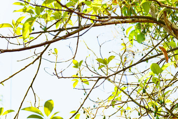 avocados growing on tree in orchard, young tree bearing fruit, avocado on tree,low angle view