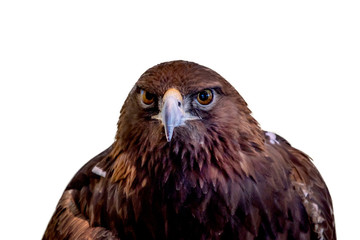 A close portrait of a golden eagle on a white background