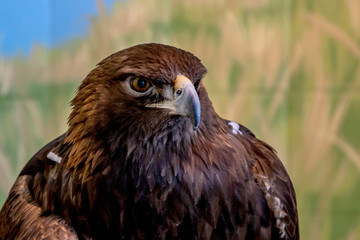 A close portrait of a golden eagle on a forest background