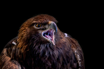 A close portrait of a golden eagle on a black background