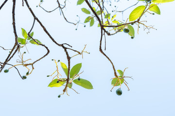 avocados growing on tree in orchard, young tree bearing fruit, avocado on tree,low angle view