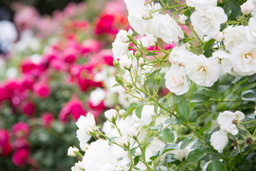 白とピンクの薔薇
