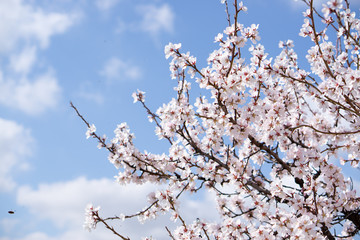flores de almendro y nubes en el cielo 